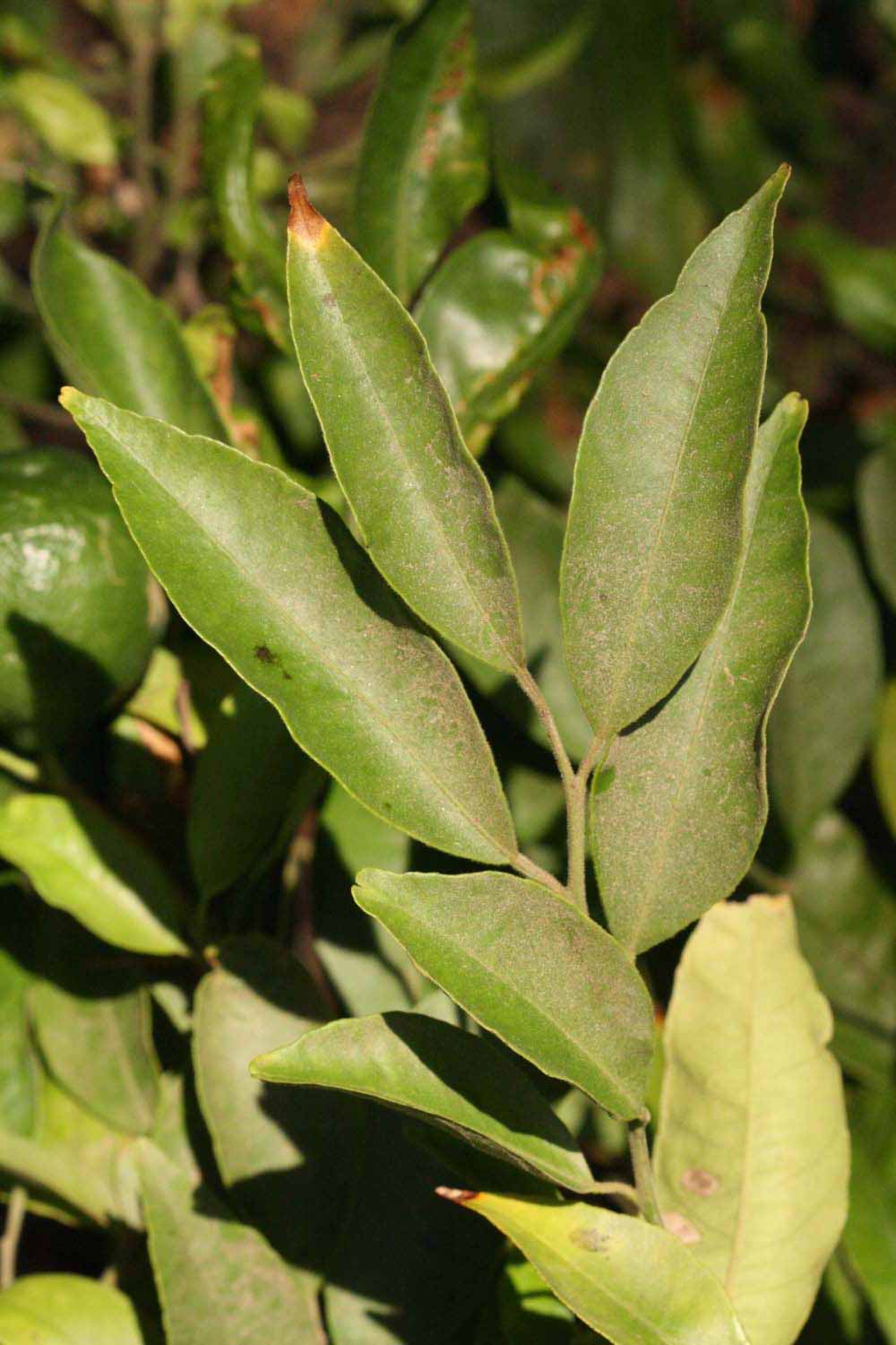              Sun leaves (Riverside, CA)       